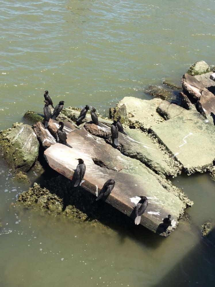 瞧這海邊礁石上：悠閑棲息的海鳥們！